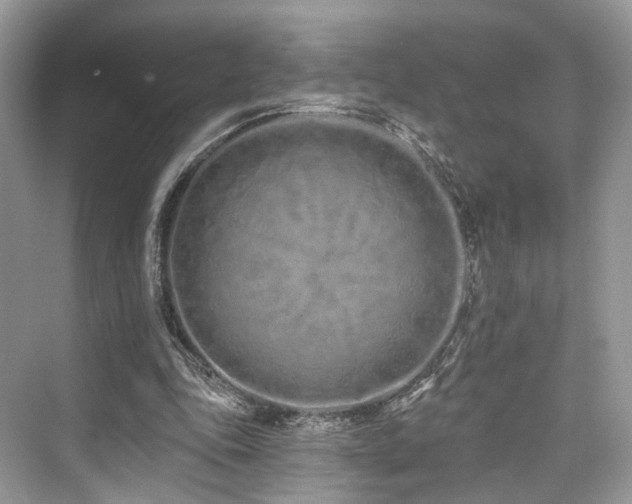 X0000073930343200608111206