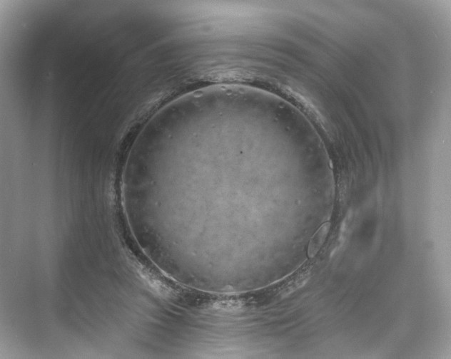 X0000073930353200608111206