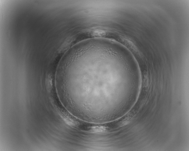 X0000073930363200608111206