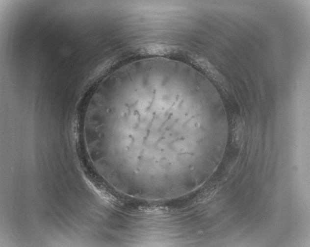 X0000073930683200608111201