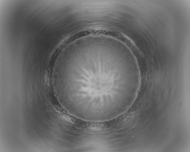 X0000073930823200608111158