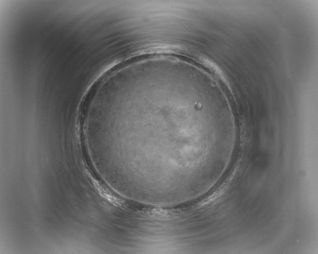 X0000073930827200608111158