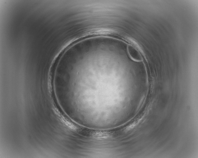 X0000073930835200608111158