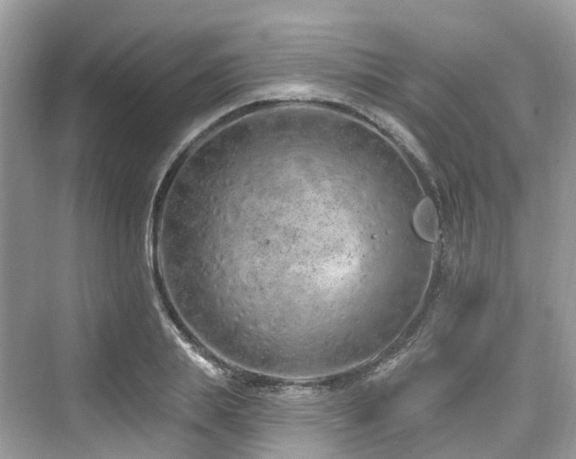 X0000073930839200608111158