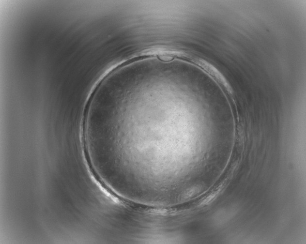 X0000073930855200608111158