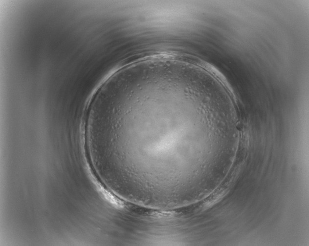 X0000073930859200608111158