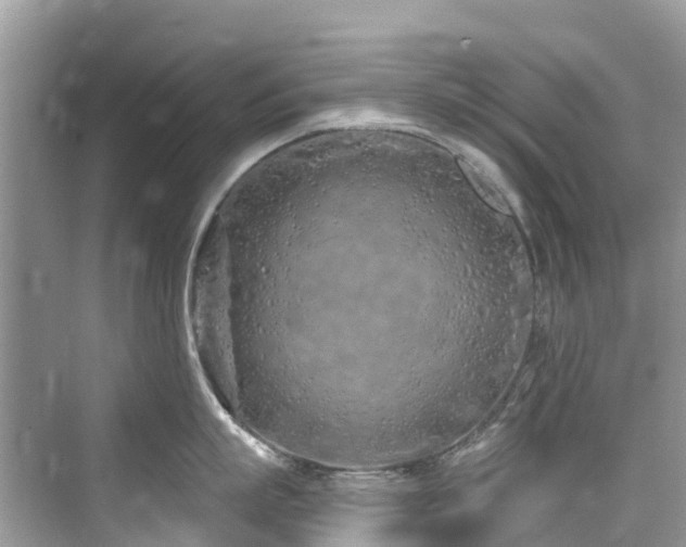 X0000073930863200608111158