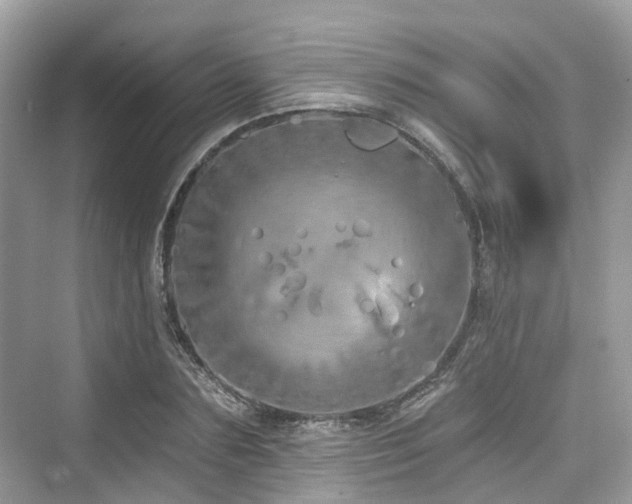 X0000073930883200608111157