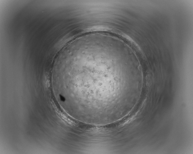 X0000073930929200608111156