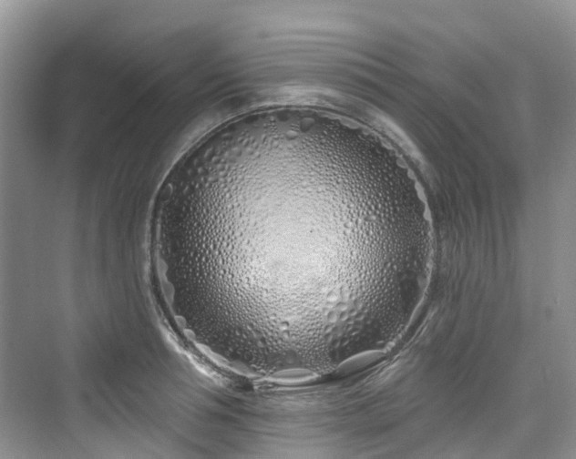 X0000073930994200608111155