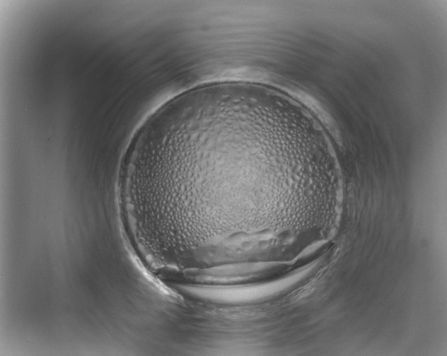 X0000073930998200608111155