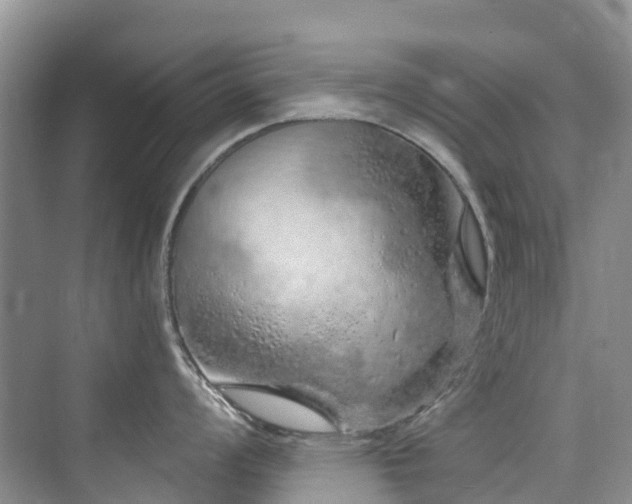 X0000073931008200608111155