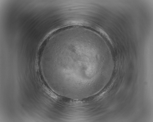 X0000073931019200608111155