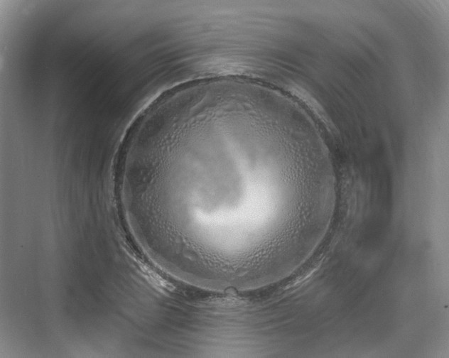 X0000073931023200608111155