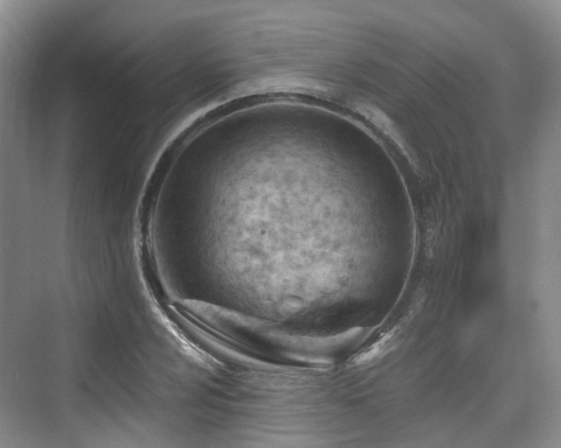 X0000073931024200608111155