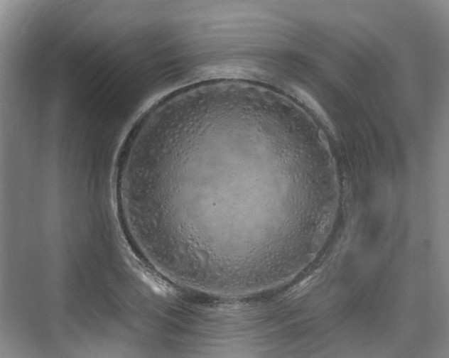 X0000073931035200608111155