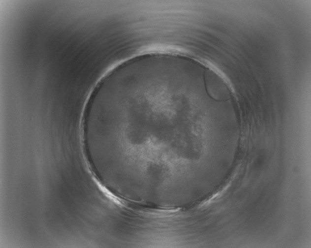 X0000073931037200608111155