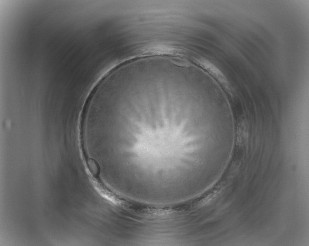 X0000073931039200608111155