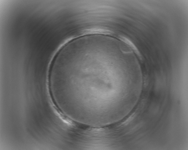 X0000073931043200608111155