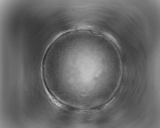 X0000073931047200608111155