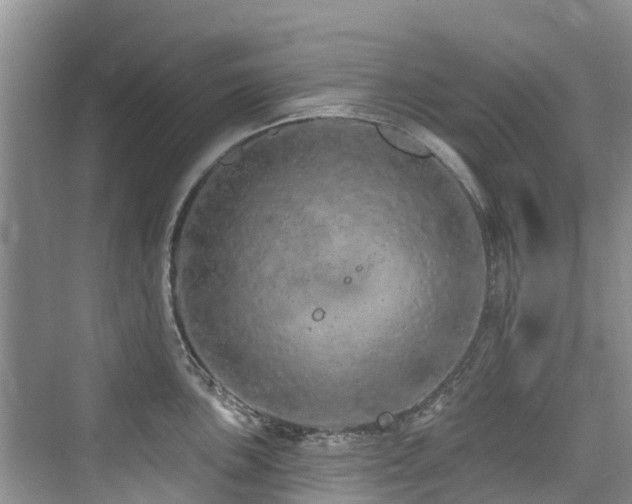 X0000073931051200608111155