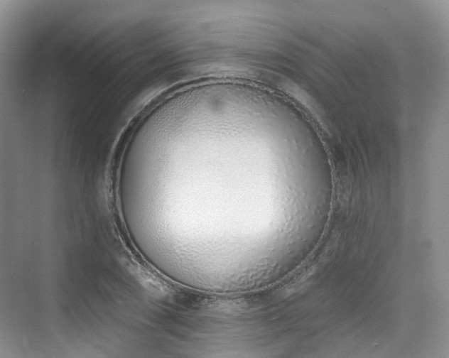 X0000073931074200608111154