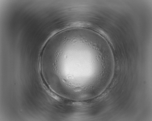 X0000073931227200608111152