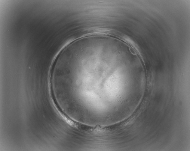 X0000073931235200608111152