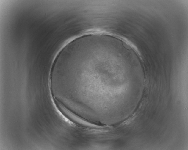 X0000073931239200608111152