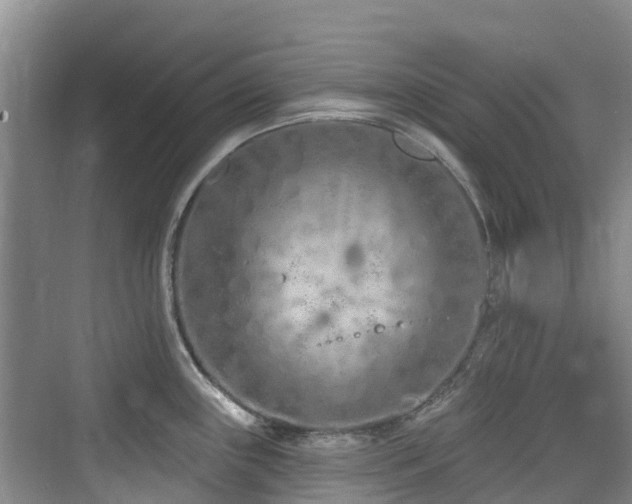 X0000073931243200608111152