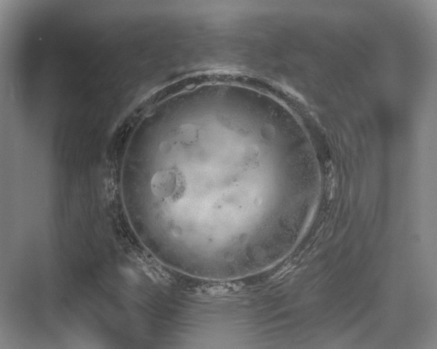 X0000073931255200608111151