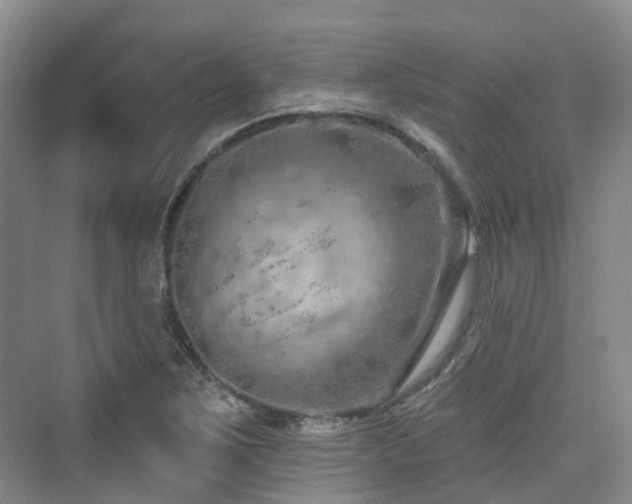 X0000073931267200608111151