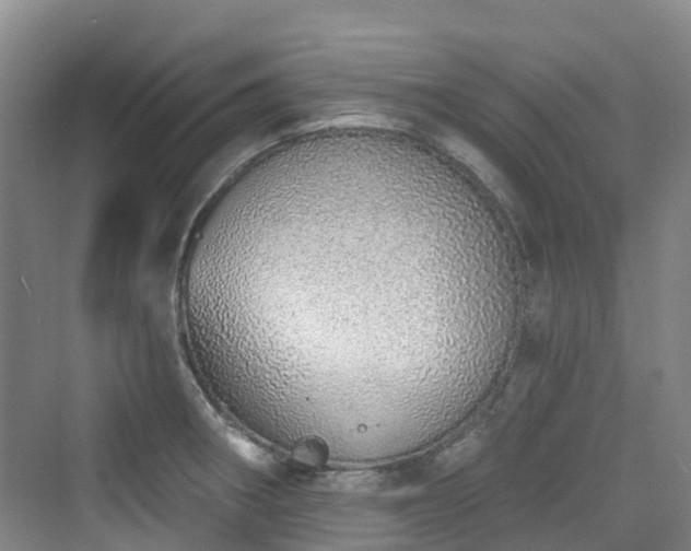 X0000073931282200608111151