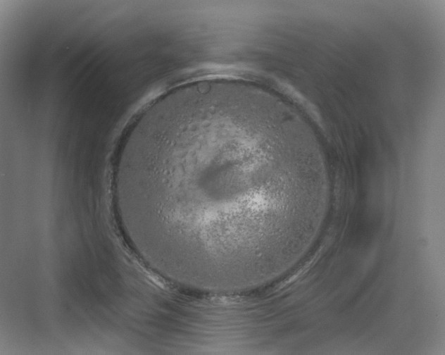 X0000073931411200608111148