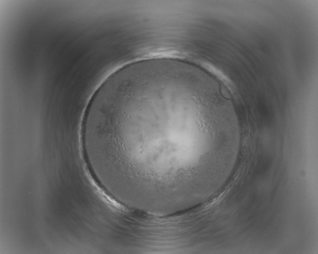 X0000073931423200608111148