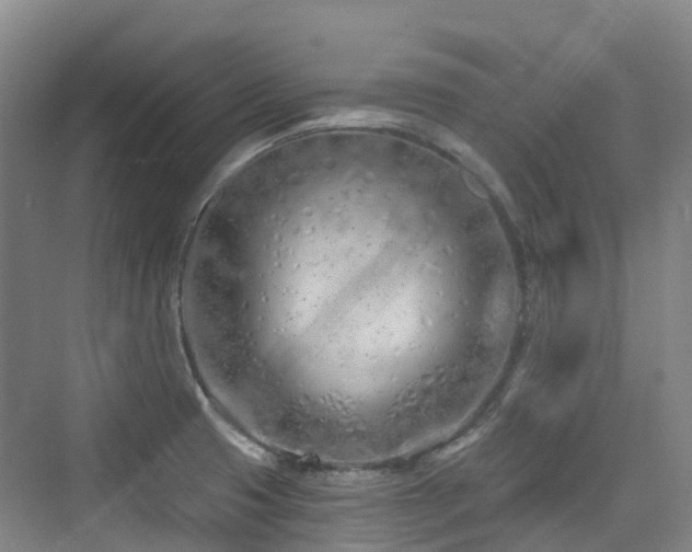 X0000073931425200608111148