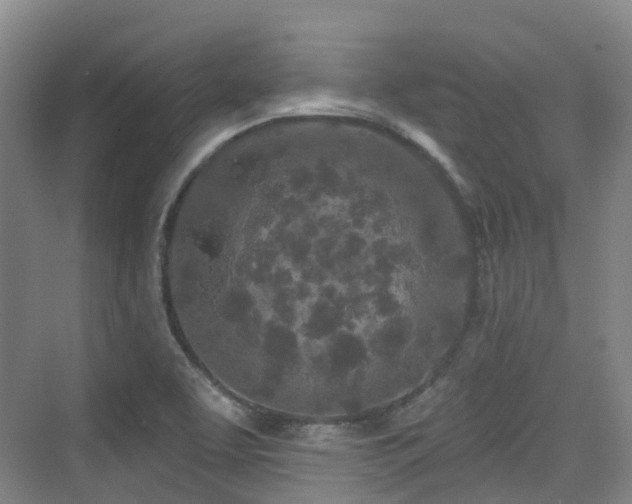 X0000073931463200608111148