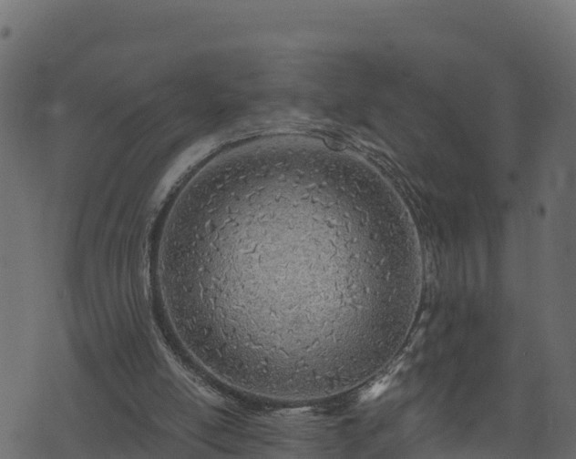 X0000073930054200608181125