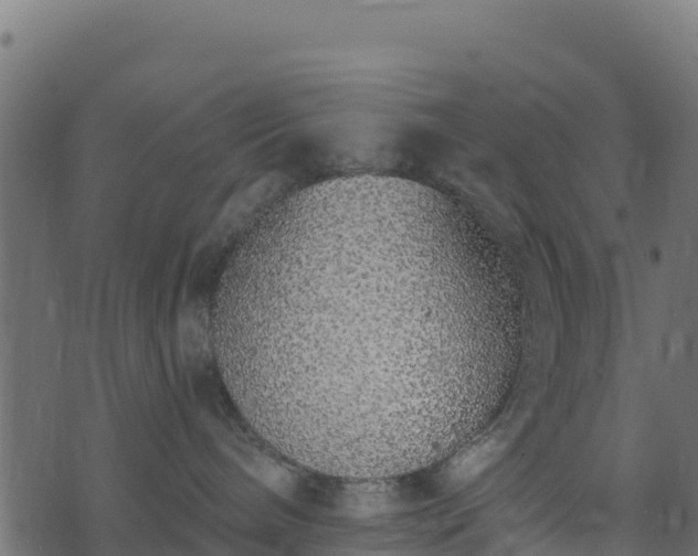 X0000073930240200608181122