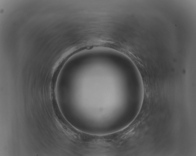 X0000073930244200608181121