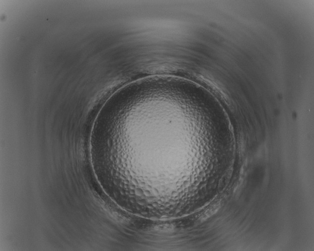 X0000073930353200608181120