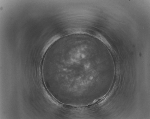 X0000073930806200608181113