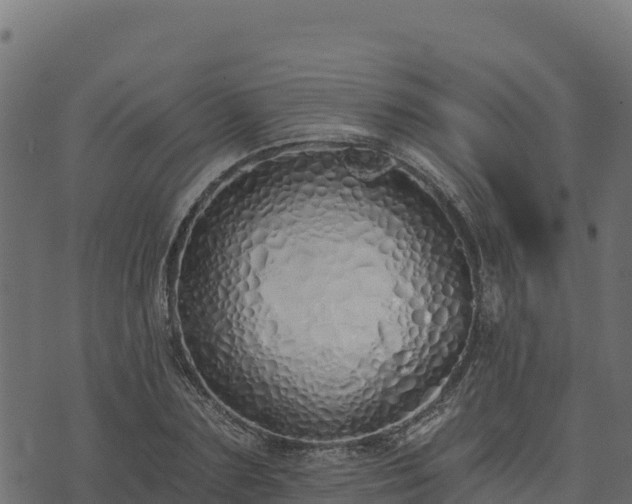 X0000073930883200608181111