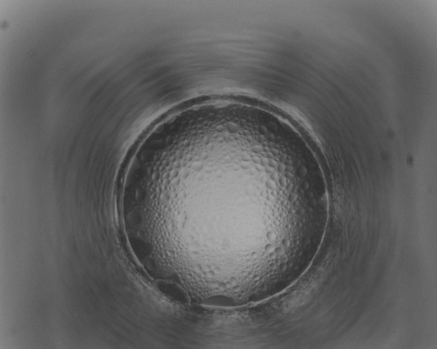 X0000073930887200608181111