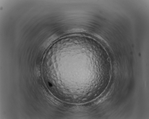 X0000073930929200608181110