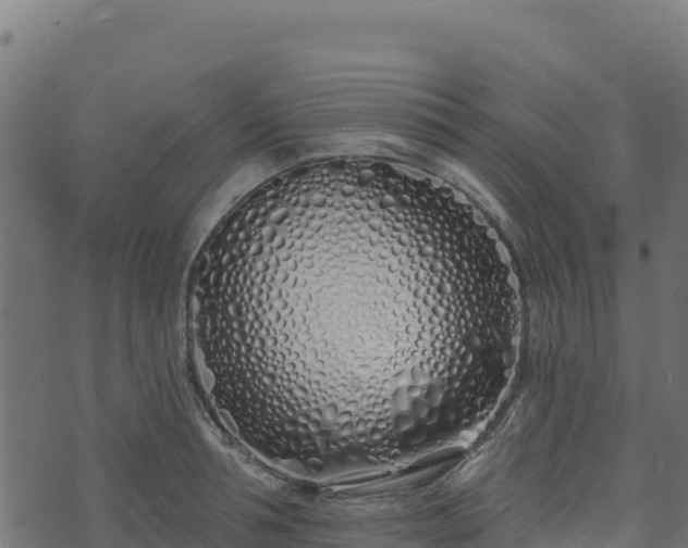 X0000073930994200608181110