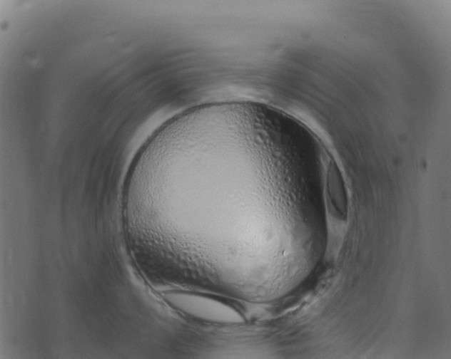 X0000073931008200608181109