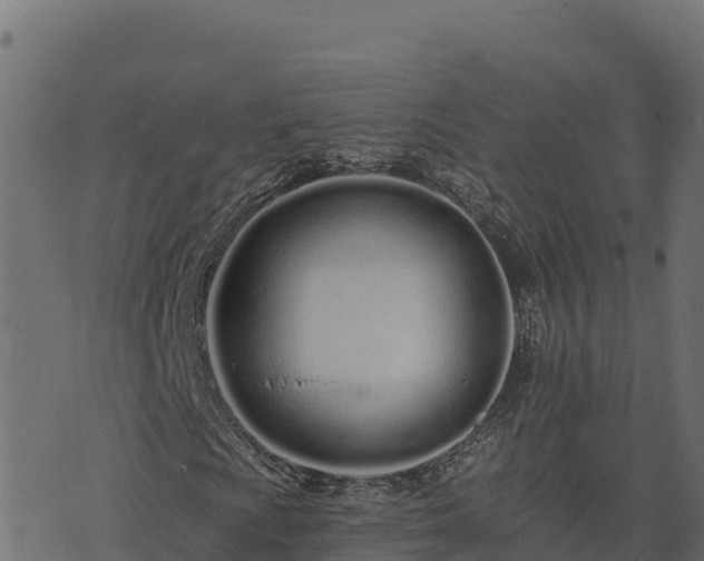 X0000073931009200608181109