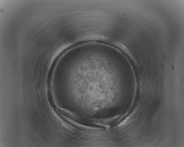 X0000073931024200608181109