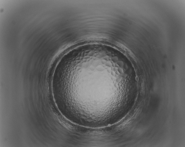 X0000073931027200608181109